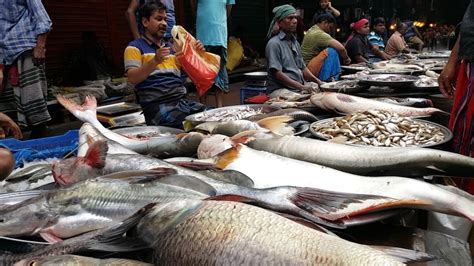 bengal fish bangladesh - best fish market online dhaka photos